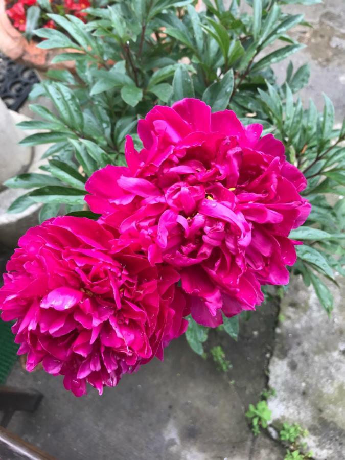 보르도 Violette 아파트 외부 사진